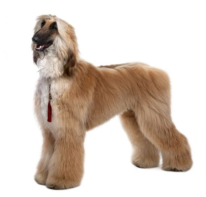 Afghan Hound Dogs Breed - Information, Temperament, Size & Price | Pets4Homes