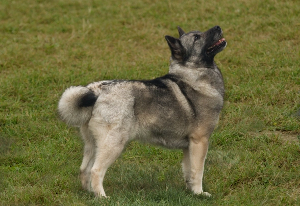 Norsk Buhund Dogs Raza - Características, Fotos & Precio | MundoAnimalia