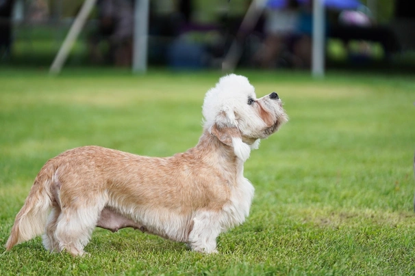 Dandie Dinmont Terrier Dogs Breed - Information, Temperament, Size & Price | Pets4Homes