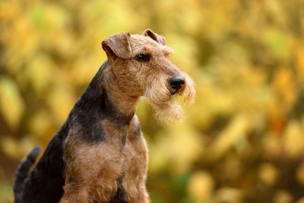 Welsh Terrier Dogs Breed - Information, Temperament, Size & Price | Pets4Homes