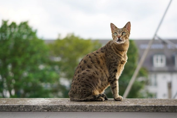 Savannah Cats Breed - Information, Temperament, Size & Price | Pets4Homes