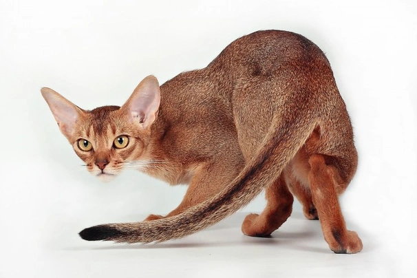 Abyssinian Cats Breed - Information, Temperament, Size & Price | Pets4Homes