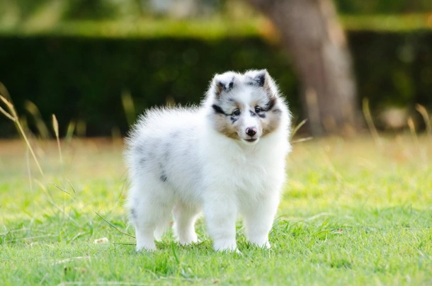 Shetland Sheepdog Dogs Breed - Information, Temperament, Size & Price | Pets4Homes