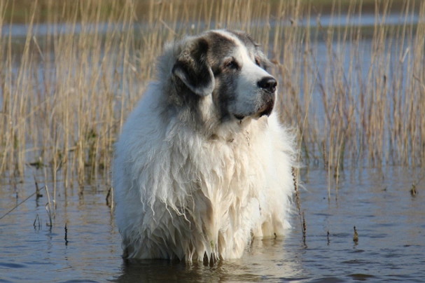 Mastin de los Pirineos (Pyreneese Mastiff) Dogs Ras: Karakter, Levensduur & Prijs | Puppyplaats