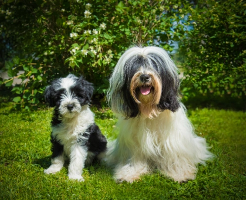 Tibetaanse Terriër Dogs Ras: Karakter, Levensduur & Prijs | Puppyplaats