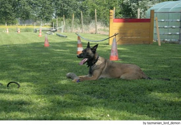 Pastor Belga Malinois Dogs Raza - Características, Fotos & Precio | MundoAnimalia