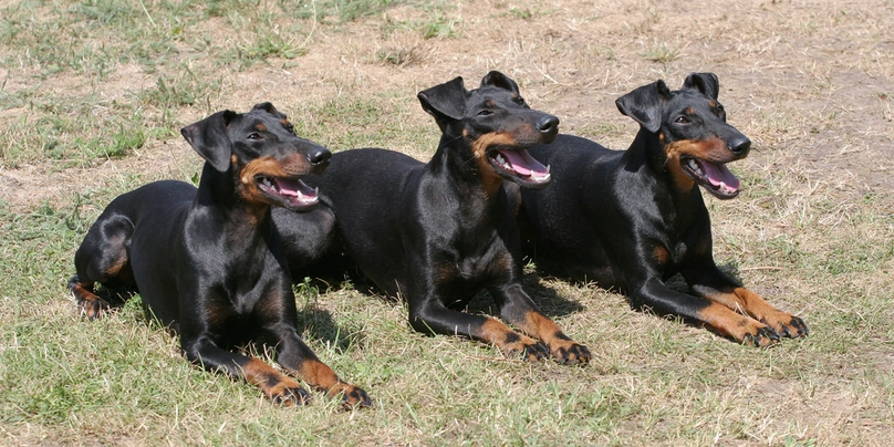 Manchester Terrier Dogs Breed - Information, Temperament, Size & Price | Pets4Homes