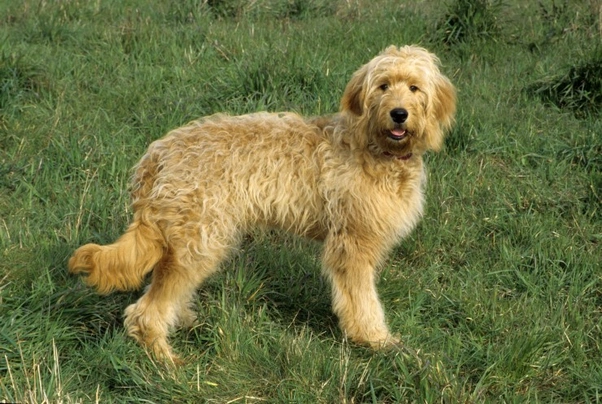 Goldendoodle Dogs Breed - Information, Temperament, Size & Price | Pets4Homes