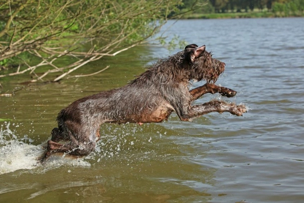 Spinone Italiano Dogs Ras: Karakter, Levensduur & Prijs | Puppyplaats