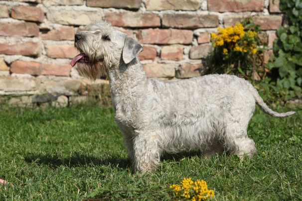 Cesky Terrier Dogs Breed - Information, Temperament, Size & Price | Pets4Homes