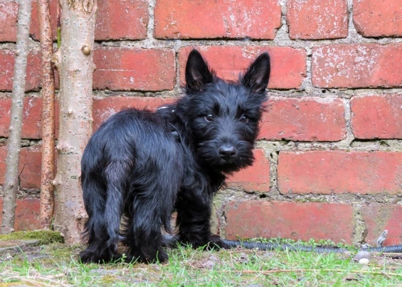 Scottish Terrier Dogs Raza - Características, Fotos & Precio | MundoAnimalia