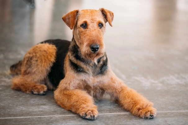 Airedale Terrier Dogs Breed - Information, Temperament, Size & Price | Pets4Homes