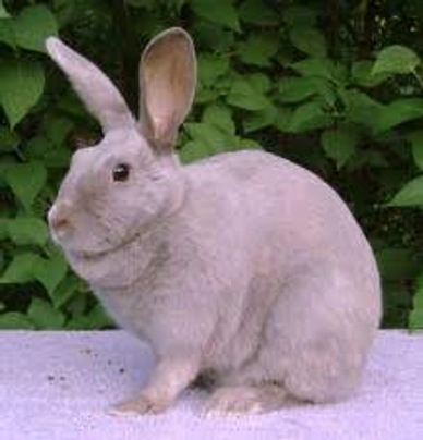 Lilac Rabbits Breed - Information, Temperament, Size & Price | Pets4Homes