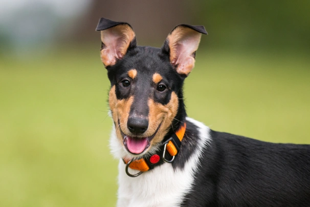 Smooth Collie Dogs Breed - Information, Temperament, Size & Price | Pets4Homes