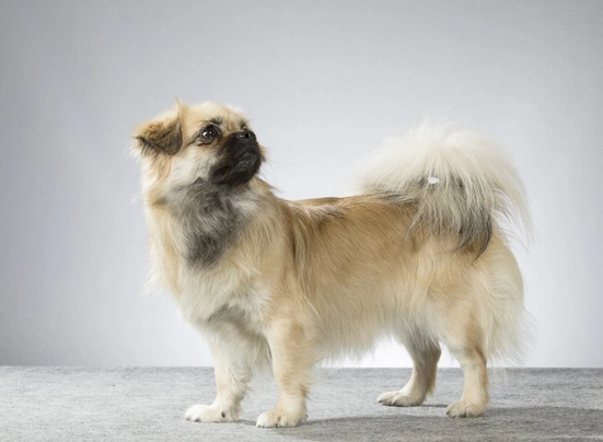 Tibetan Spaniel Dogs Breed - Information, Temperament, Size & Price | Pets4Homes