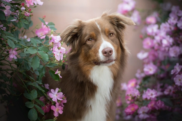 Australian Shepherd Dogs Ras: Karakter, Levensduur & Prijs | Puppyplaats