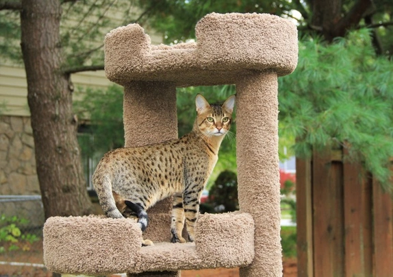 Savannah Cats Breed - Information, Temperament, Size & Price | Pets4Homes