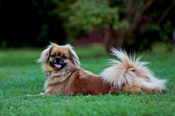 Tibetan Spaniel Dogs Breed - Information, Temperament, Size & Price | Pets4Homes