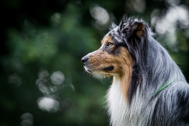 Australian Shepherd Dogs Breed - Information, Temperament, Size & Price | Pets4Homes