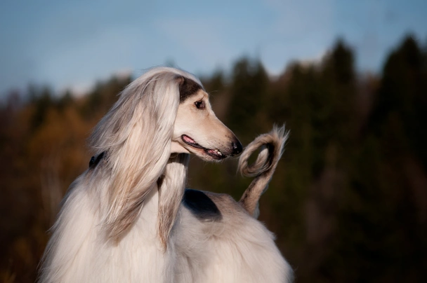 Afghaanse Windhond Dogs Ras: Karakter, Levensduur & Prijs | Puppyplaats