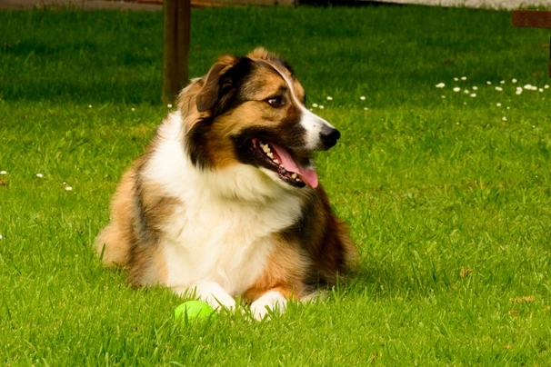 Welsh Collie Dogs Breed - Information, Temperament, Size & Price | Pets4Homes