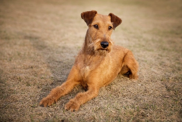 Irish Terrier Dogs Breed - Information, Temperament, Size & Price | Pets4Homes