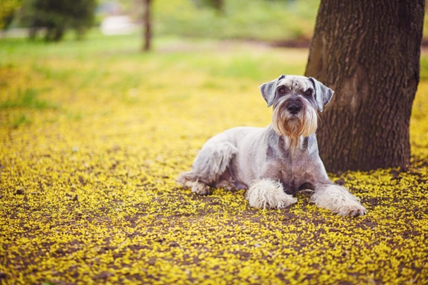 Giant Schnauzer Dogs Breed - Information, Temperament, Size & Price | Pets4Homes