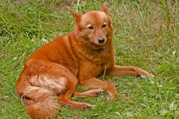 Finnish Spitz Dogs Breed - Information, Temperament, Size & Price | Pets4Homes