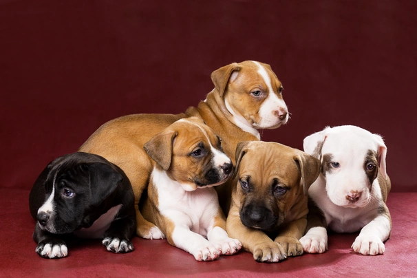 Pitbull Terriër Dogs Ras: Karakter, Levensduur & Prijs | Puppyplaats