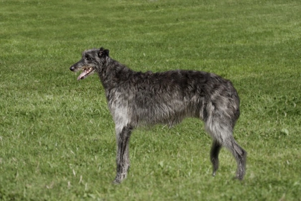 Deerhound Dogs Breed - Information, Temperament, Size & Price | Pets4Homes