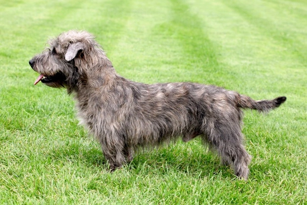 Glen of Imaal Terrier Dogs Breed - Information, Temperament, Size & Price | Pets4Homes