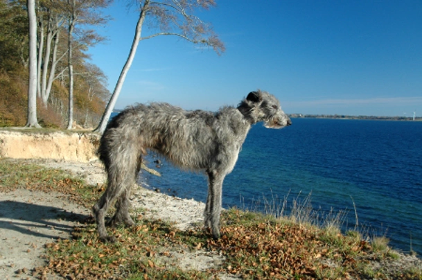 Deerhound Dogs Breed - Information, Temperament, Size & Price | Pets4Homes