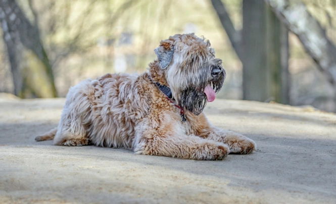 Soft Coated Wheaten Terrier Dogs Breed - Information, Temperament, Size & Price | Pets4Homes