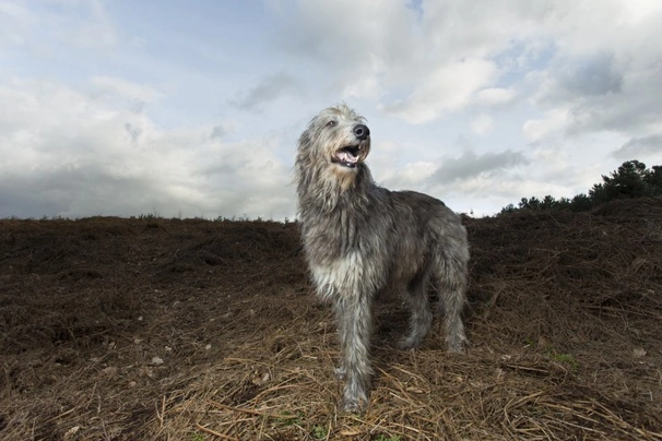 Deerhound Dogs Breed - Information, Temperament, Size & Price | Pets4Homes