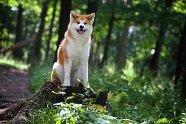 Akita Dogs Ras: Karakter, Levensduur & Prijs | Puppyplaats