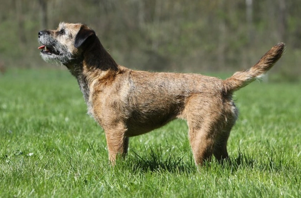 Border Terrier Dogs Breed - Information, Temperament, Size & Price | Pets4Homes