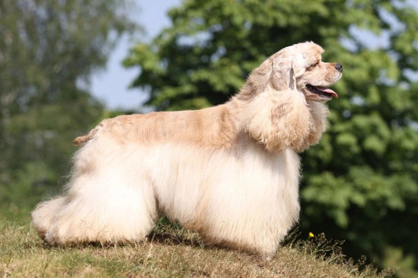 Amerikaanse Cocker Spaniel Dogs Ras: Karakter, Levensduur & Prijs | Puppyplaats