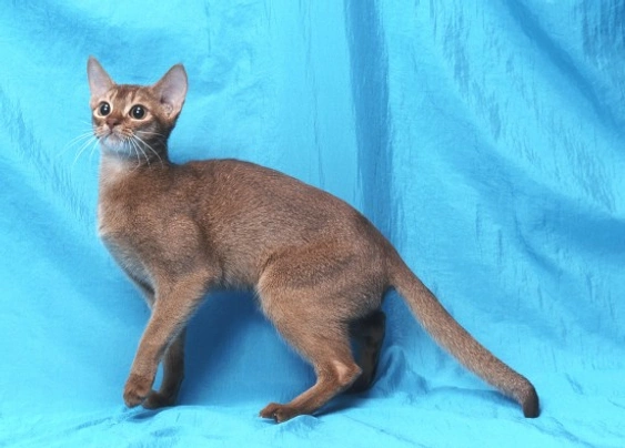 Abyssinian Cats Breed - Information, Temperament, Size & Price | Pets4Homes