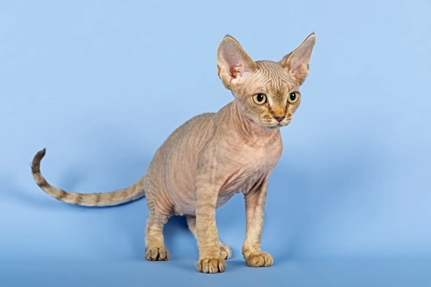 Devon Rex Cats Breed - Information, Temperament, Size & Price | Pets4Homes