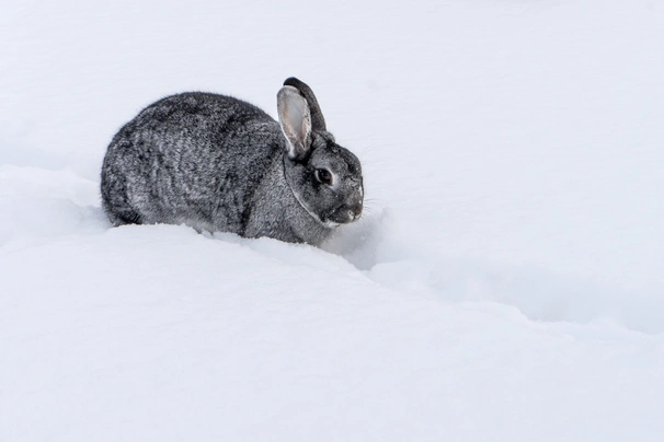 Chinchilla Rabbits Breed - Information, Temperament, Size & Price | Pets4Homes