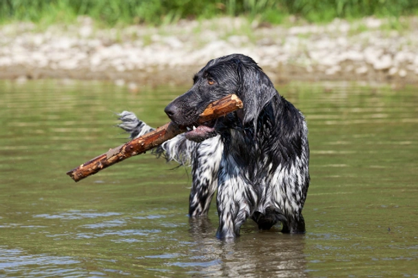 Large Munsterlander Dogs Breed - Information, Temperament, Size & Price | Pets4Homes