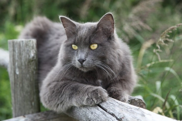 Nebelung Cats Breed - Information, Temperament, Size & Price | Pets4Homes