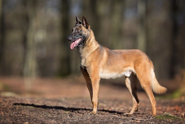 Belgian Shepherd Dog Dogs Breed - Information, Temperament, Size & Price | Pets4Homes