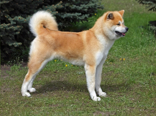 Akita Dogs Ras: Karakter, Levensduur & Prijs | Puppyplaats