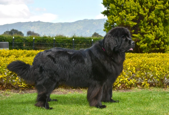 Newfoundland Dogs Breed - Information, Temperament, Size & Price | Pets4Homes