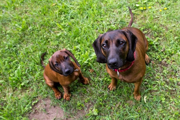 Bavarian Mountain Hound Dogs Breed - Information, Temperament, Size & Price | Pets4Homes