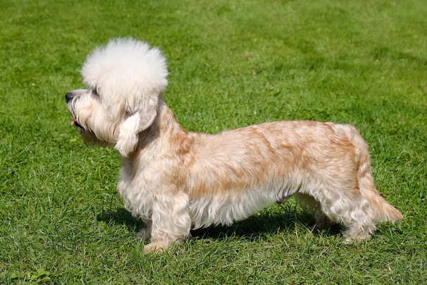 Dandie Dinmont Terrier Dogs Breed - Information, Temperament, Size & Price | Pets4Homes