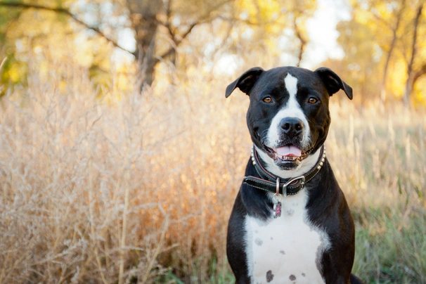 Pitbull Terriër Dogs Ras: Karakter, Levensduur & Prijs | Puppyplaats