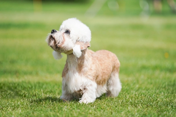 Dandie Dinmont Terrier Dogs Breed - Information, Temperament, Size & Price | Pets4Homes