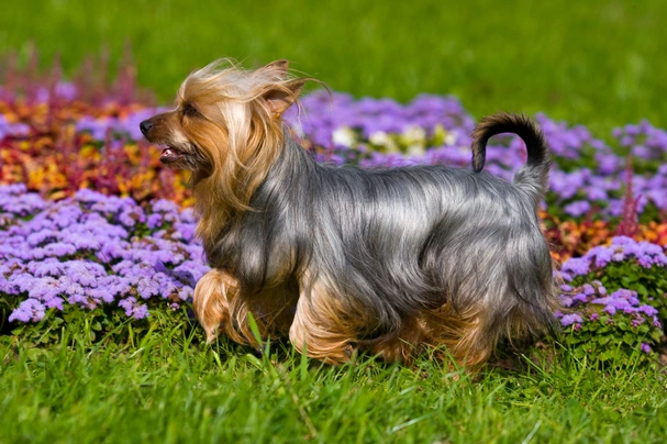 Australian Silky Terrier Dogs Breed - Information, Temperament, Size & Price | Pets4Homes